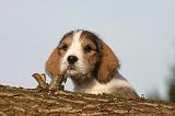 PTIT BASSET GRIFFON V.  064